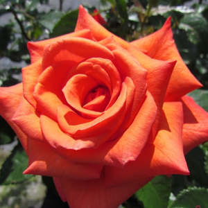 Vrtnica čajevka - Roza - Wonderful You™ - 